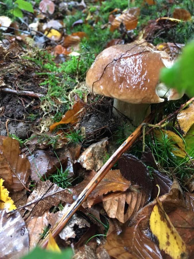 Gite La Petite Beurrerie Des Ardennes Celles  Esterno foto